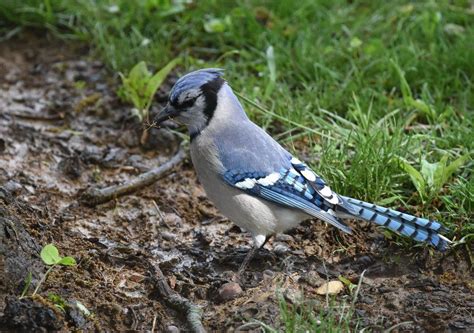 Blue Jays Nesting | Outside My Window