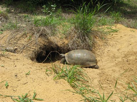 Gopher Tortoise Burrow Images & Pictures - Becuo