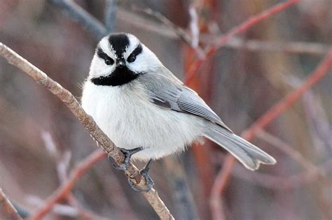 A dominant species in many arenas: the 12 gram Black-capped Chickadee ...