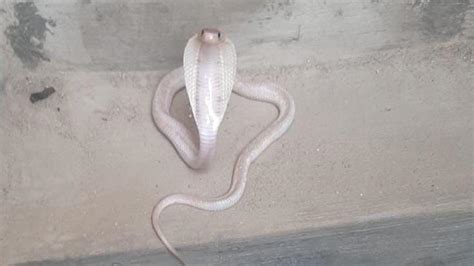 White cobra rescued from water sump of a house in Coimbatore - The Hindu