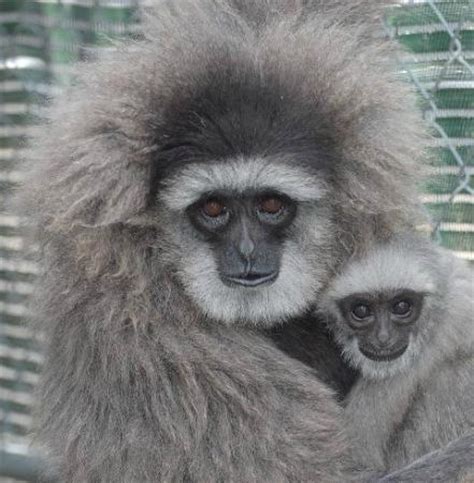 Gibbon Conservation Center, Santa Clarita, CA - California Beaches