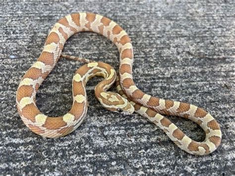 Amber Corn Snake for sale | Reptiles for sale