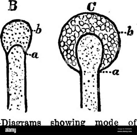 Sporangia Diagram