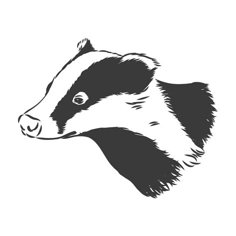 Badger sketch drawing isolated on white background. badger vector ...