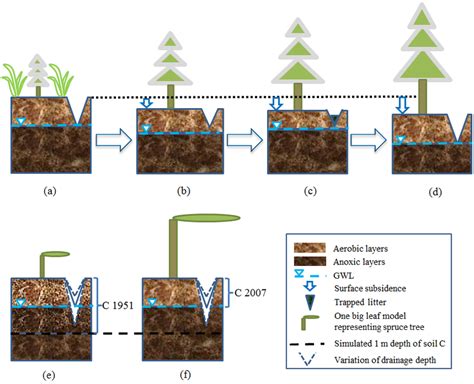 Conceptual representation of the dynamics of plants and peat soil ...