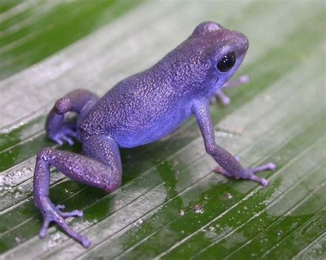 Purple+Poison+Dart+Frog | ... think of maybe pumilio cauchero. I've ...