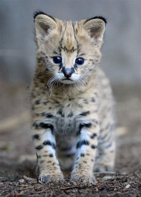 sdzoo | Baby animals, Baby animals pictures, Baby cats