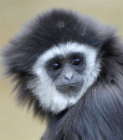 Gibbon monkey by floridapfe, via Flickr | Singes Gibbon ♡ | Pinterest