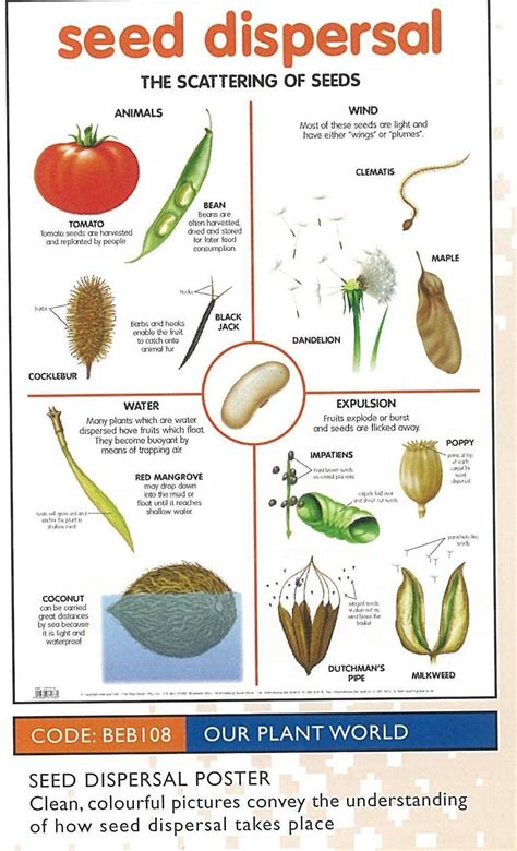 Seed dispersal, Biology plants, Plant science