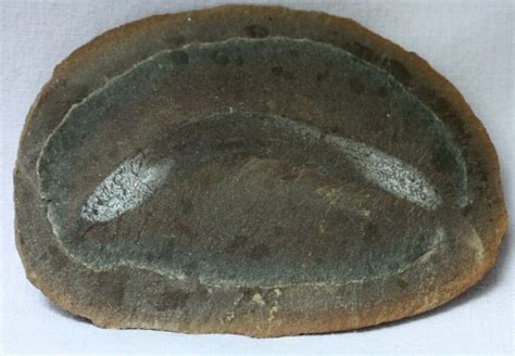 Gilpichthys Agnathan Fossil