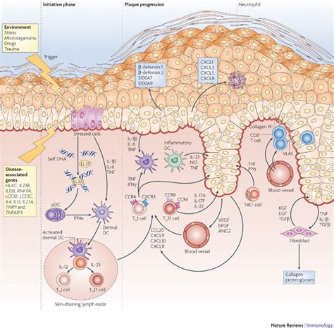 Psoriasis Skin Diagram