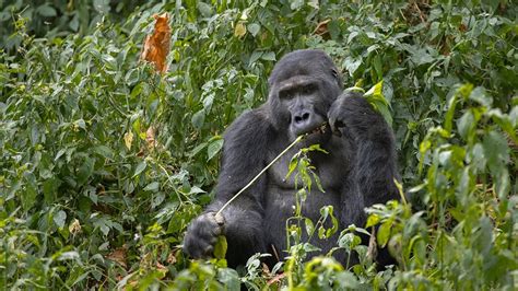 Mountain gorilla Habitat | Uganda Safari gorilla Tours