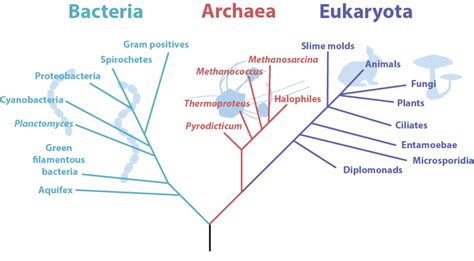 Archaea – General Microbiology