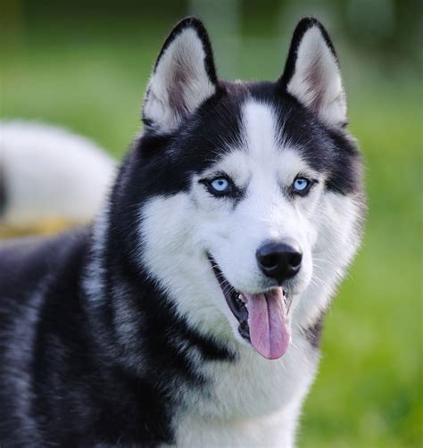 Pictures Of Huskies - An Amazing Gallery of Siberian And Alaskan Dogs ...