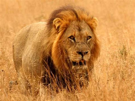 Hunting Lion in South Africa - Somerby Safaris