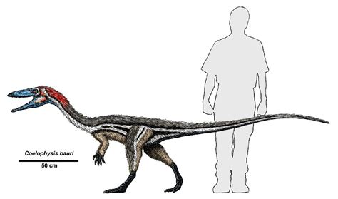 Coelophysis Pictures & Facts - The Dinosaur Database