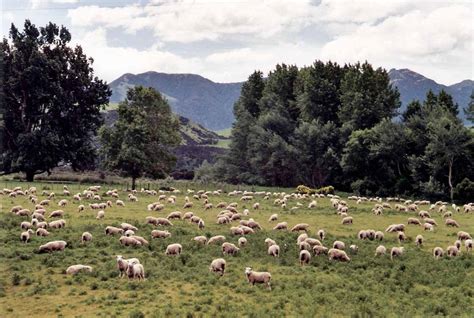 Summit Musings: Friday Fences - New Zealand Sheep Farm and Gardens