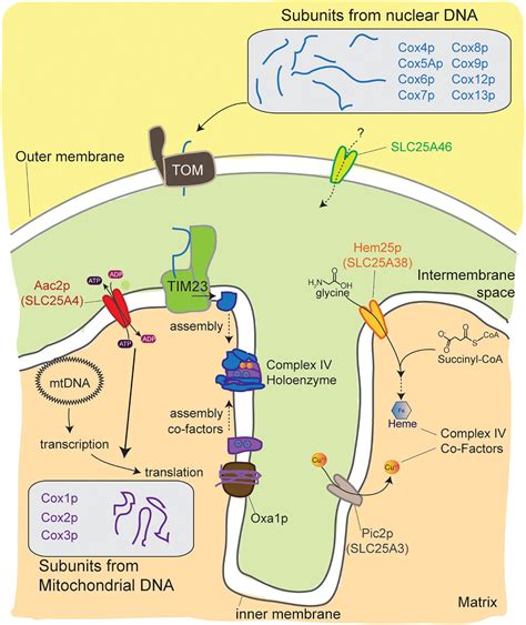 Frontiers | Emerging Roles in the Biogenesis of Cytochrome c Oxidase ...