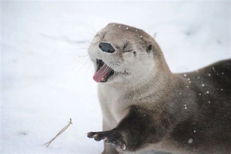 Baby girl otter plays in snow | Loutre, Animaux mignons, Bébés animaux ...