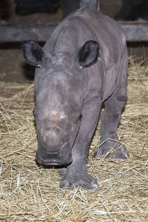 Photos: Baby rhino born at Tampa zoo