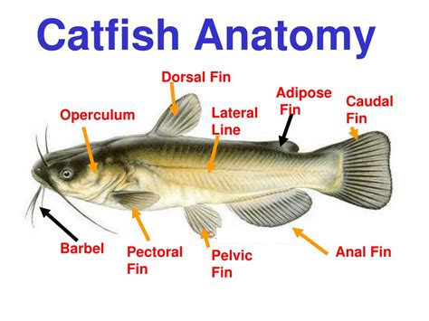 Catfish Anatomy - Anatomy Book