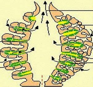 Canal System Of Sycon - Zoology Notes - For W.B.C.S. Examination.