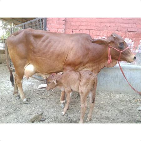 Sahiwal Cow Supplier, Wholesale, Bulk Trader In India