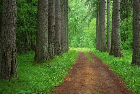 Larch forest stock photo. Image of trunks, yellow, wood - 18172000