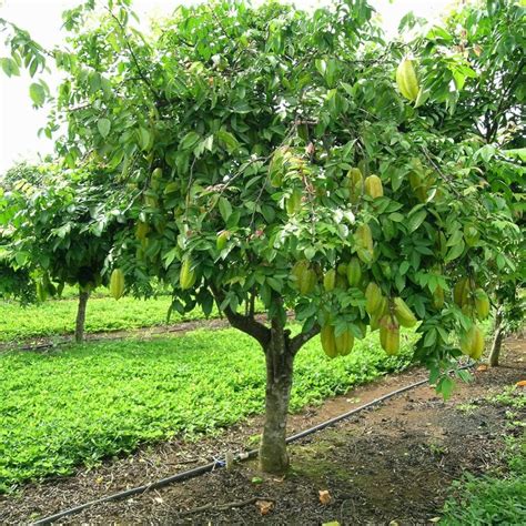 Carambola (Averrhoa carambola)