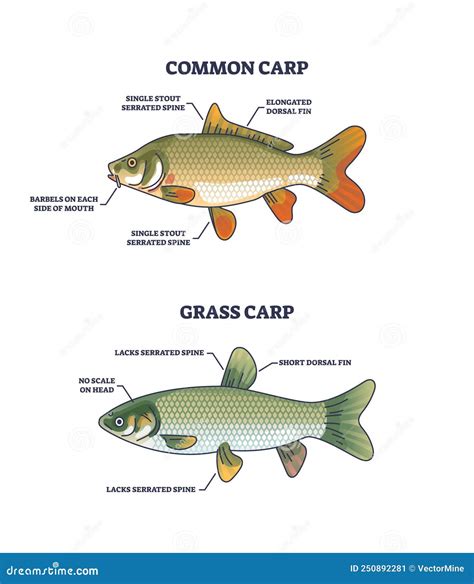 Grass Carp Vs Common Carp Species Anatomical Differences Outline ...