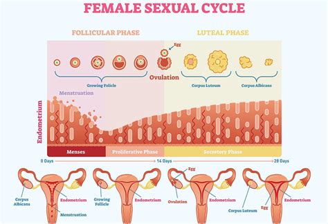 Endometrial Thickness: What’s the Normal Range for Conceiving?