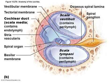 Cochlea Diagram World Of Reference