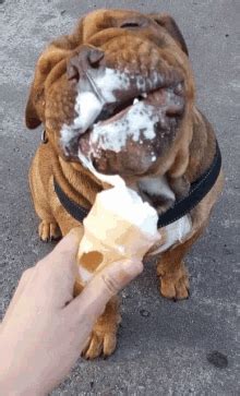 Ice Cream Eating Dog Full GIF - Ice Cream Eating Dog Full - Descubre y ...