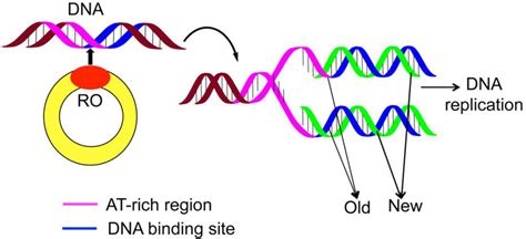 Dna Replication Drawing at PaintingValley.com | Explore collection of ...