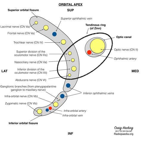 Superior Orbital Fissure Nerves