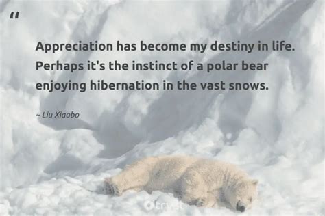 22 Polar Bear Quotes about the King of the Arctics