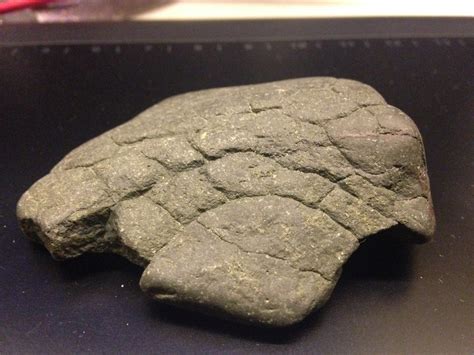 Proboscidea? - Fossil ID - The Fossil Forum