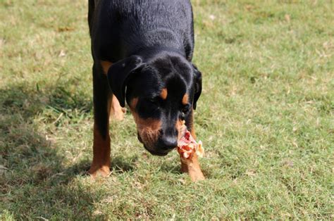 Rottweiler Raw Diet: Going Full Primal