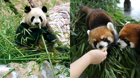 Why did giant pandas and red pandas both evolve to eat bamboo? - CGTN