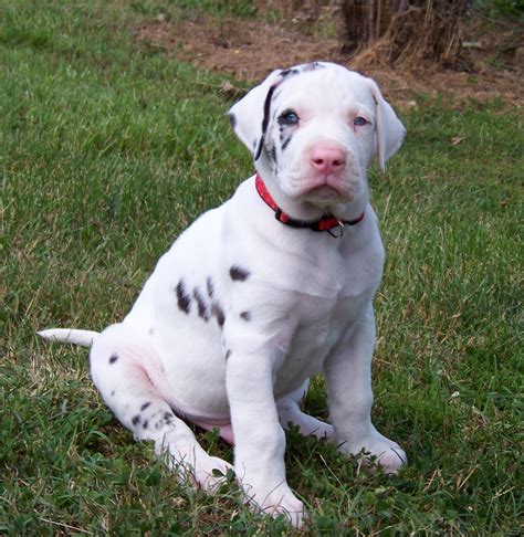 Great Dane Puppies | [#] Lunawsome