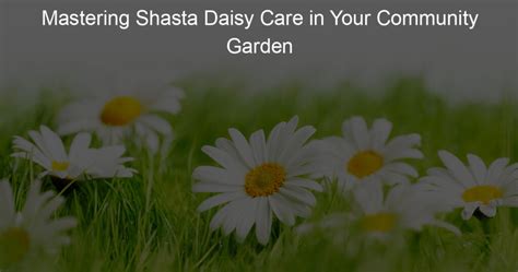 Mastering Shasta Daisy Care in Your Community Garden - My Lovely Daisy