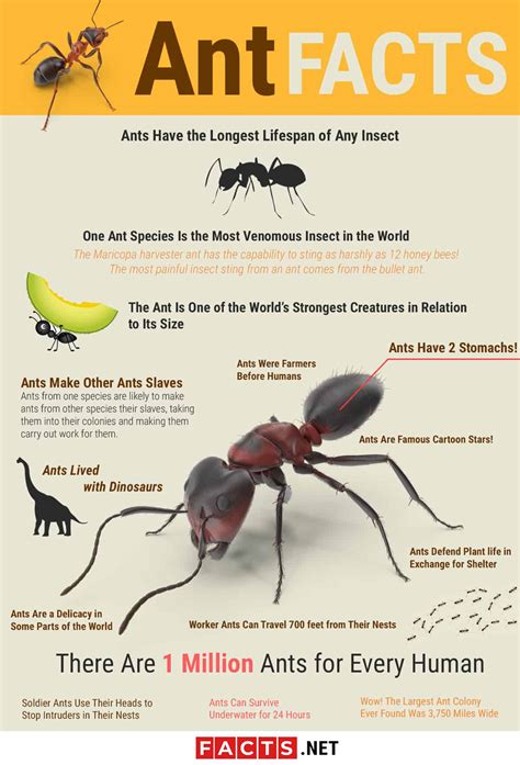 Top 15 Ant Facts - Biology, Lifespan, Diet & More | Facts.net