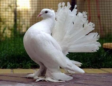 15 Most Popular Pigeon Breeds - Tail and Fur