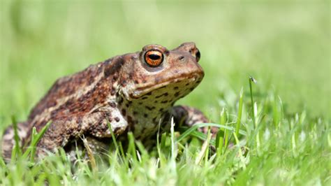 Common toad | The Wildlife Trusts