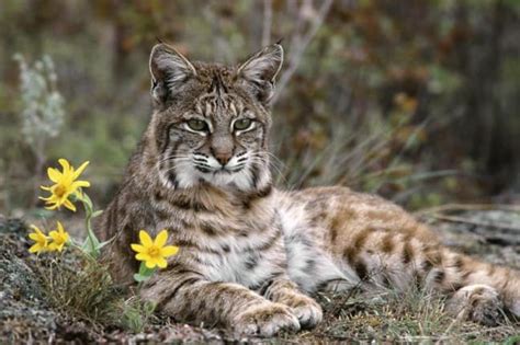 ENDANGERED SPECIES SPOTLIGHT: Iberian Lynx - Green Global Travel