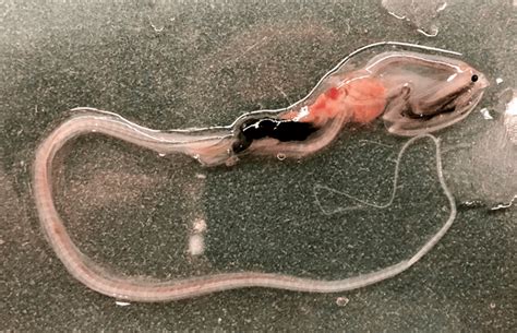 Photo of the Week: Gulper eel | Scripps Institution of Oceanography