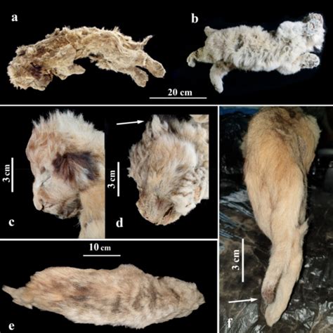 Two Ice Age cave lion cubs discovered in Russia – This is Real Media 🗞