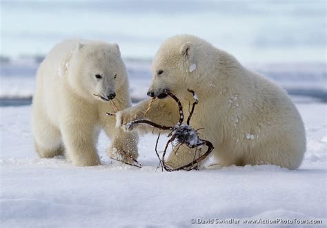 Photographing Alaskan Polar Bears - Part 2 : Action Photo Tours