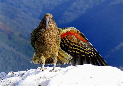 New Zealand parrot's 'laugh' is so contagious other birds just can't ...