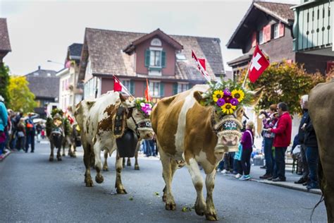 Swiss Cow Parade – Alpine Festival!